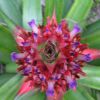 Pineapple Flower